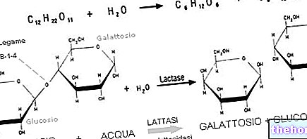 a-galaktosidaasi, Β-galaktosidaasi