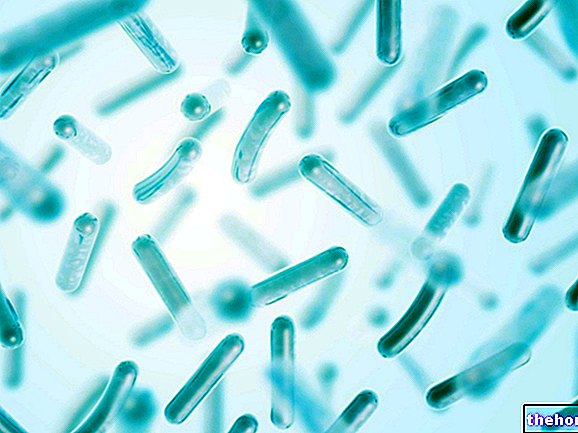 Lactobacilli: Apa itu dan Fungsi