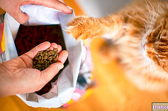 האכלת החתול: בחירת מזון וקריאת תוויות