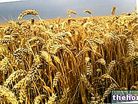Cultivo de trigo - trigo - Triticum y producción de harina