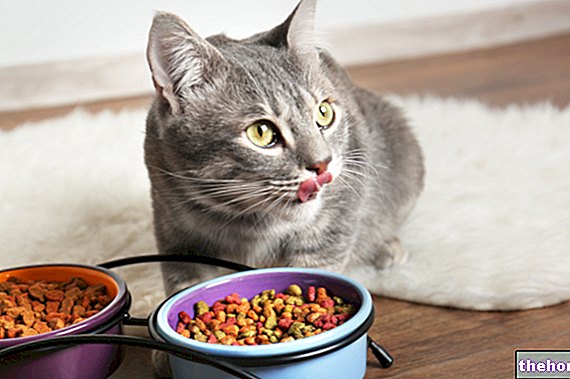 האכלת החתול: אמצעי זהירות לתמיכה נאותה לגיל ולגזע