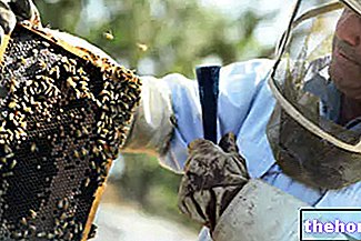 蜂蜜の生産：キャッピング解除、蜂蜜の抽出、デカンテーションとろ過、加熱