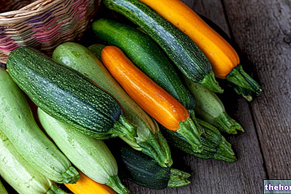 Zucchini: Jenis dan Perbezaan