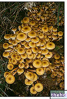 시오디니 - 시오디니 버섯