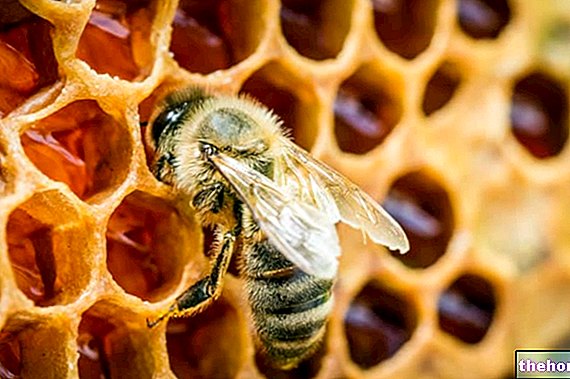 น้ำผึ้ง - ความหมาย ประเภทของน้ำผึ้งและเทคนิคการผลิต