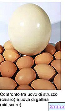 शुतुरमुर्ग के अंडे