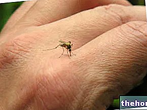Gigitan serangga: sebab dan gejala