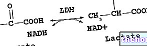 Lactate déshydrogénase - LDH