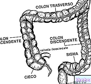 Анатомия и физиология на дебелото черво