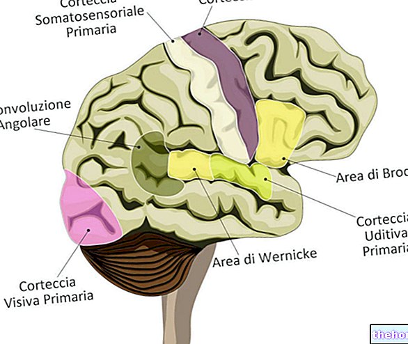 Broca's Area: What Is It And Where Is It Located? Functions and Pathologies