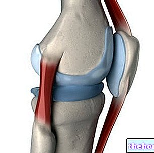 Cartilage du genou
