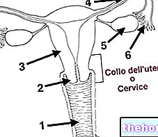Cervix or Neck of the uterus