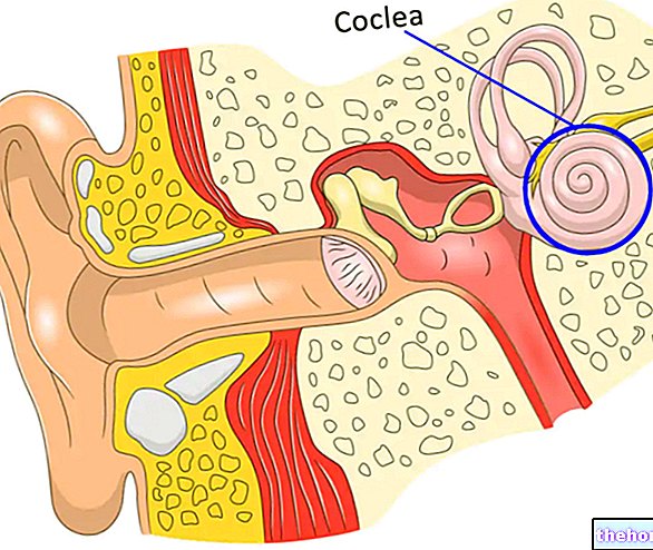 Cochlea: Apa itu, Struktur dan Fungsi