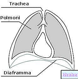 Diaphragme : le muscle de la sérénité
