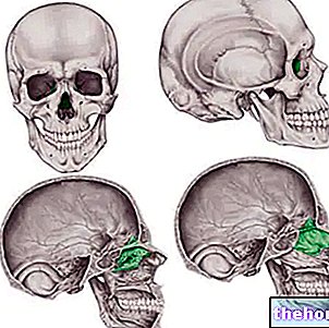 Ethmoid: What is it? Anatomy, Ossification, Function and Pathologies