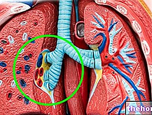 Illus pulmonaire : qu'est-ce que c'est ? Anatomie et fonction