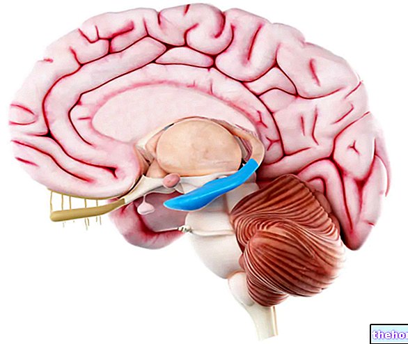 Hippokampus: mis see on? Anatoomia ja funktsioonid