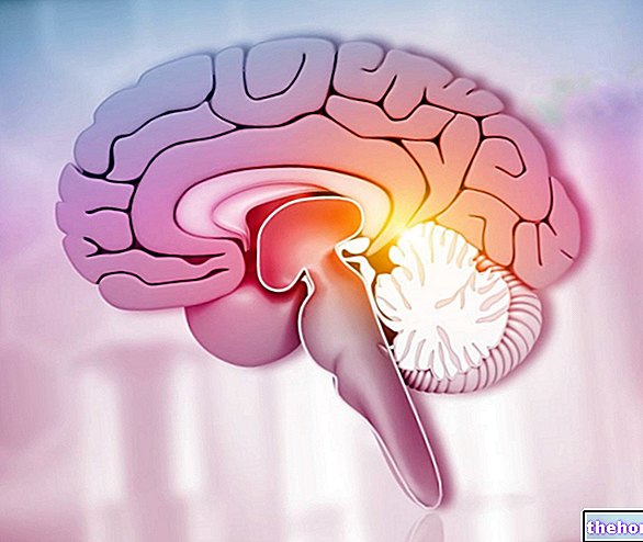 Orta beyin: Bu nedir? Anatomi ve Fonksiyonlar