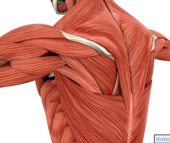 背中の筋肉：それらは何ですか？解剖学と機能