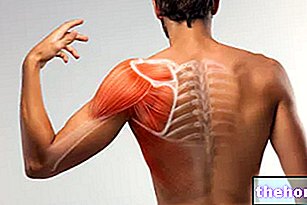 Ramenske mišice: kaj so? Funkcije in poškodbe