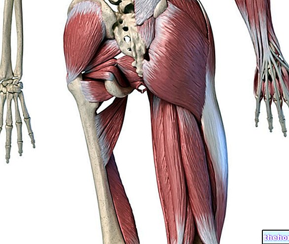股関節の筋肉：それらは何ですか？解剖学、機能および傷害