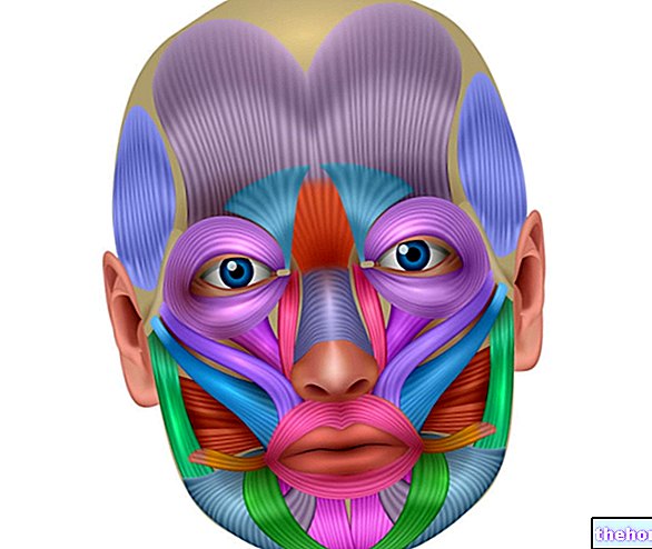 Mišice obraza: kaj so? Anatomija in funkcije