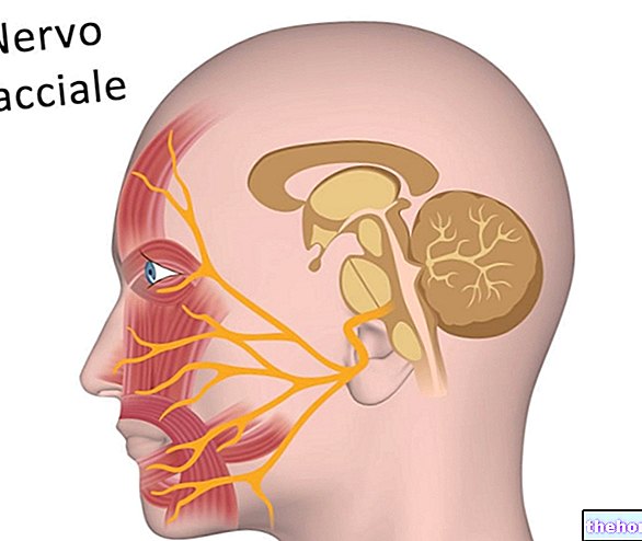 Tvárový nerv: Čo je to? Anatómia a funkcie