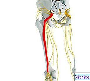 Sėdynės nervas: kas tai yra, anatomija, funkcija ir kodėl ji užsidega