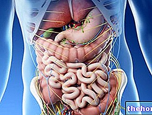 Órganos del abdomen: ¿qué son? Subdivisión y órganos vitales