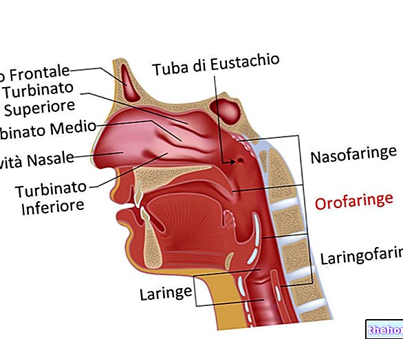 Orofarneks: kas tas ir, anatomija, funkcija un patoloģijas