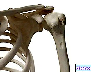 Huesos del hombro: ¿qué son? Función y patologías