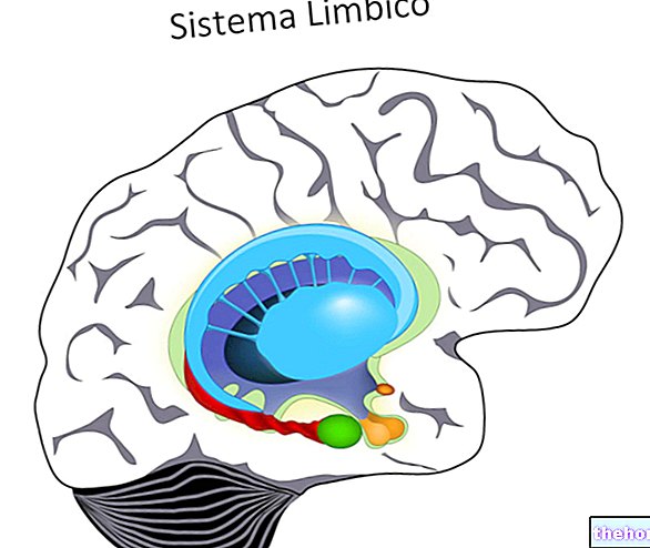 Système limbique : qu'est-ce que c'est ? Anatomie et fonctions