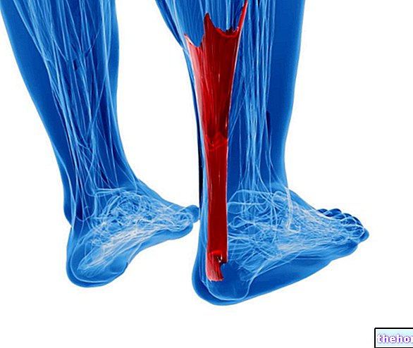 Achilles senan: Anatomi och funktioner. Patologier: tendonit och bristning