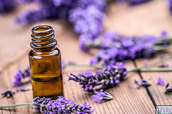 Lavendel æterisk olie: hvordan man bruger den, og hvilken man skal vælge
