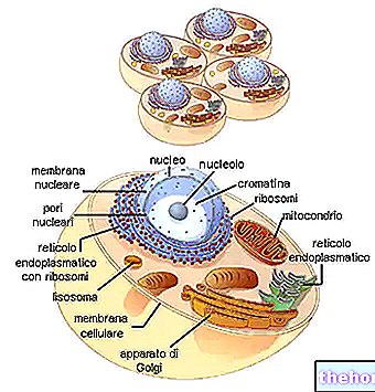Golgi készülékek és centriolok