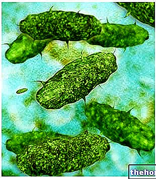 Bactéries aérobies et anaérobies