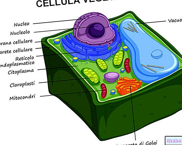 Растителна клетка