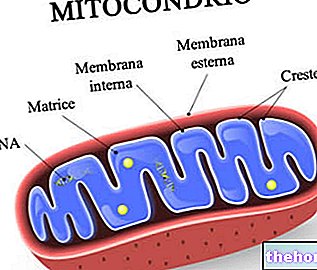 ADN mitochondrial