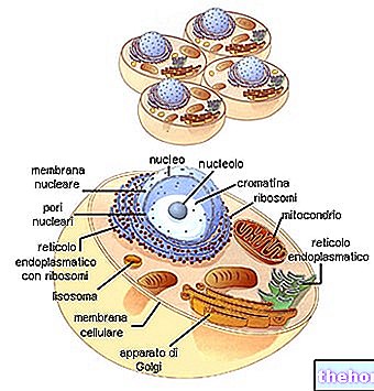 Lysosomes et réticulum endoplasmique