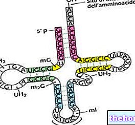 ARN - acide ribonucléique