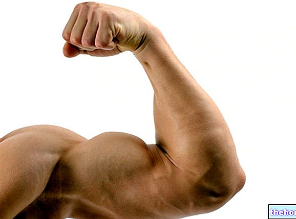 腕のトレーニング：上腕二頭筋と上腕三頭筋を大きくする方法