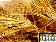 Пшеница или пшеница
