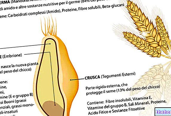 El germen de trigo