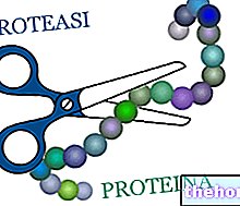 Proteaasi tai peptidaasi