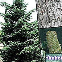 Fir in Herbal Medicine: Properties of the fir