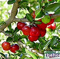 Acerola i Herbalist: egenskaber ved acerola