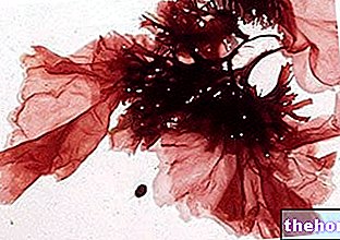 Червени водорасли