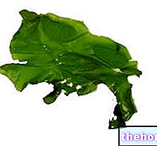 Zelene alge