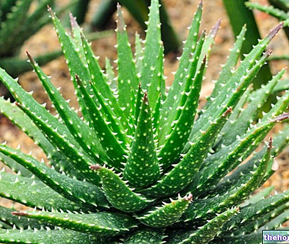 Aloe vera kasviperäisessä lääketieteessä: Aloen ominaisuudet