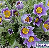 Anemona u biljnoj medicini: svojstva anemone